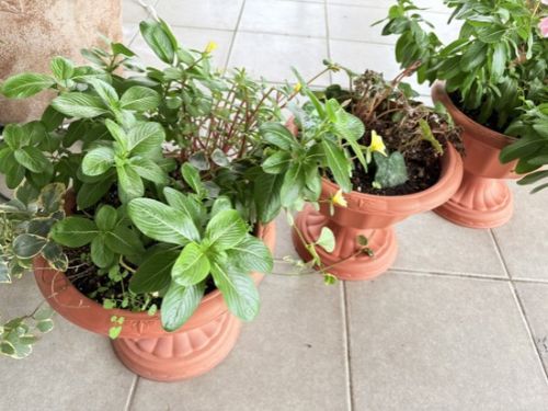 富士市で外壁塗装をする前に｜植木・鉢植え・庭まわりはどう準備する？